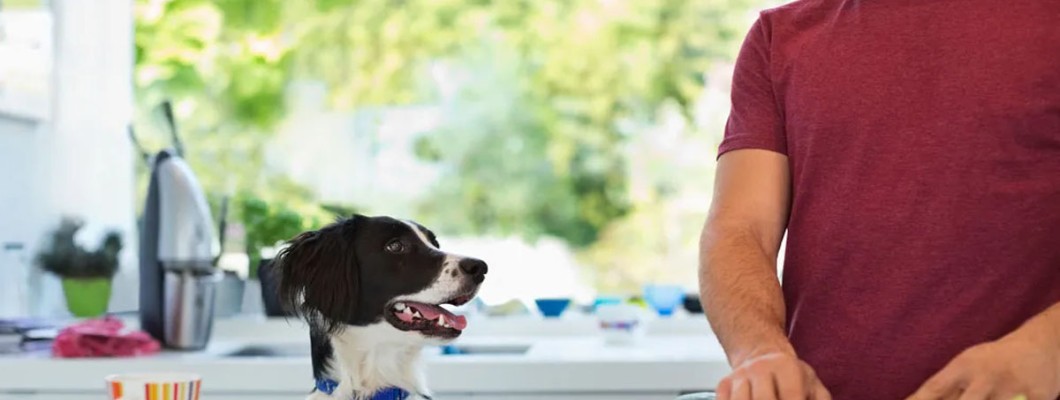 Házilag készített állateledel