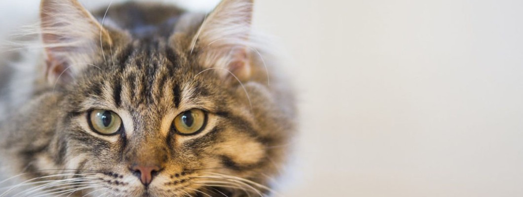 A sterilizált macskák tápláléka