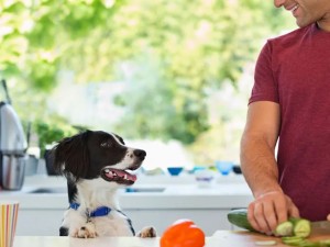 Házilag készített állateledel