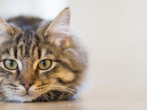 A sterilizált macskák tápláléka